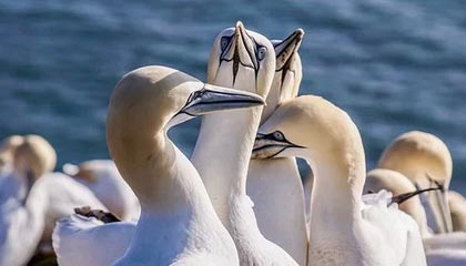 揭秘苟仲文在体坛的“江湖”地位与影响力